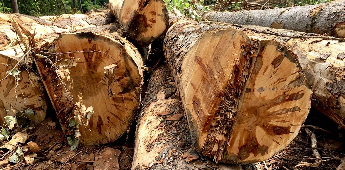 Freshly cut maple logs showing early ambrosia beetle staining in the sapwood