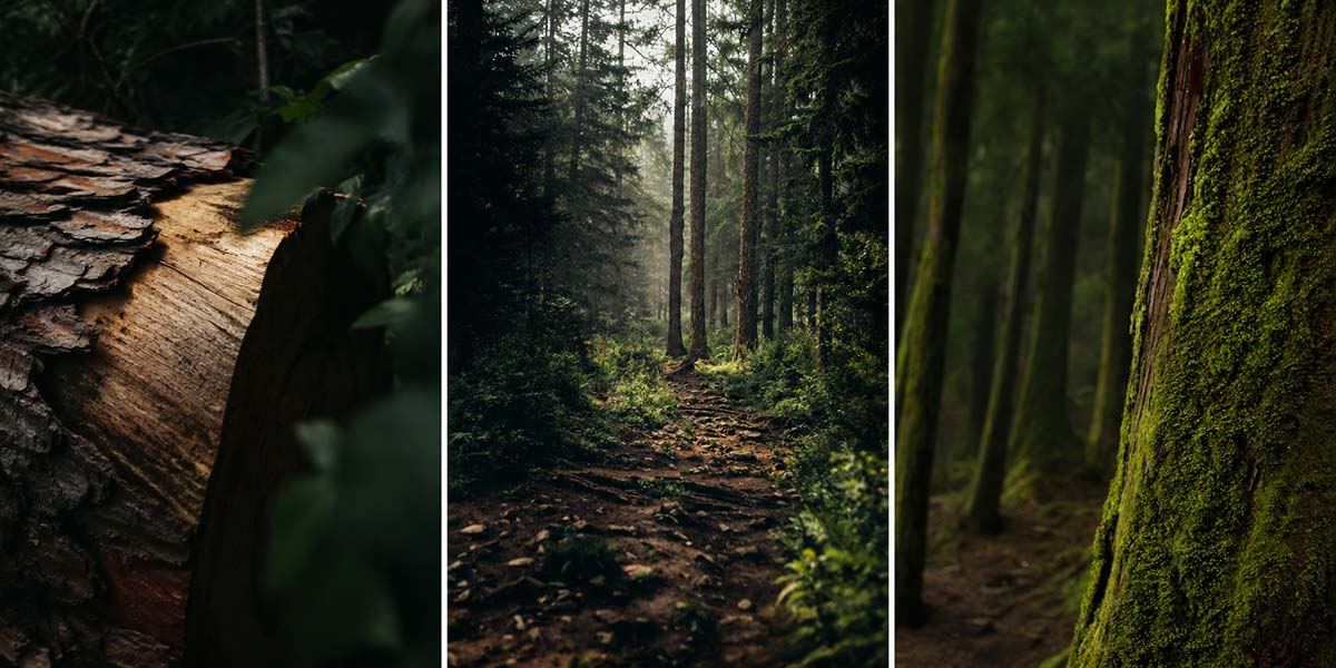 Forest path and moss-covered trees reflecting the natural inspiration behind hand turned wooden bowls