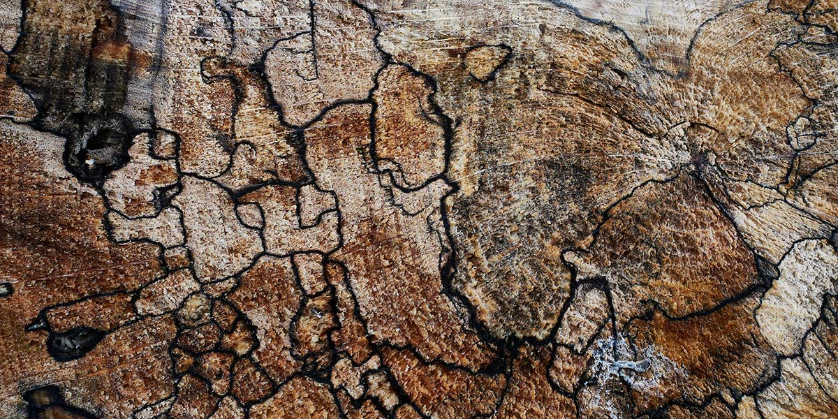 cross section of a spalted maple log