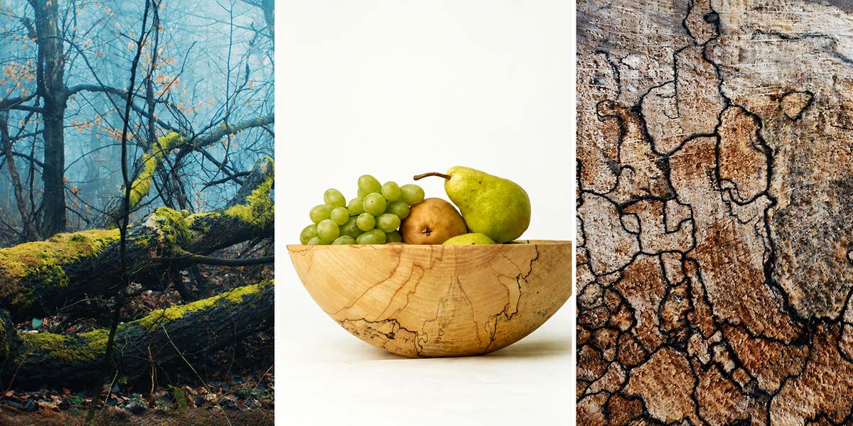 Forest inspiration and spalted maple hand turned wooden bowls made from naturally fallen New England trees