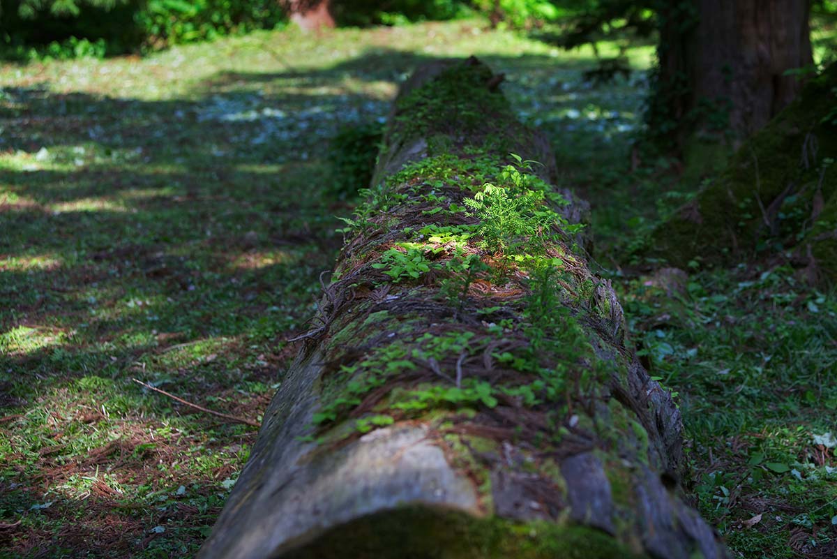 Long fallen log covered in moss and small plants, wood aging naturally in the forest