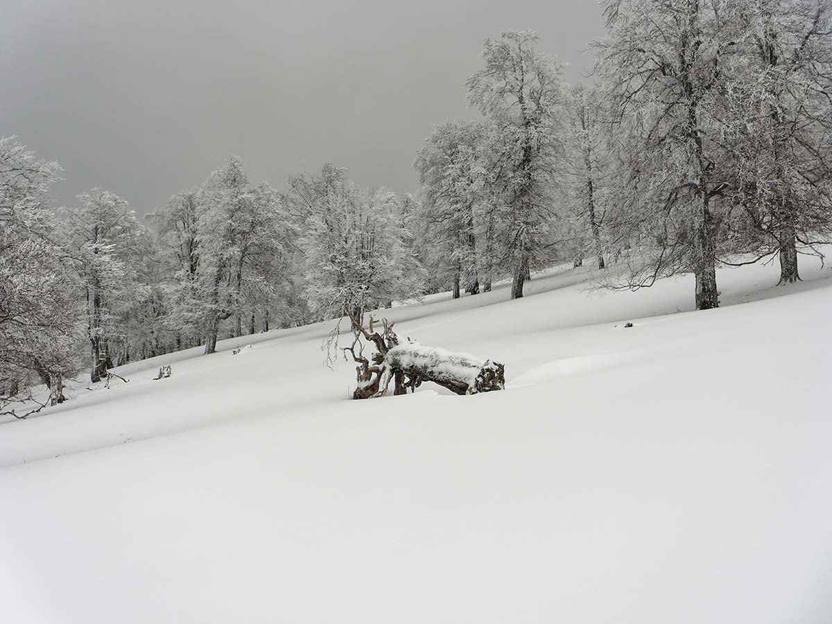 Snow-covered fallen tree in winter landscape, wood resting beneath deep snow