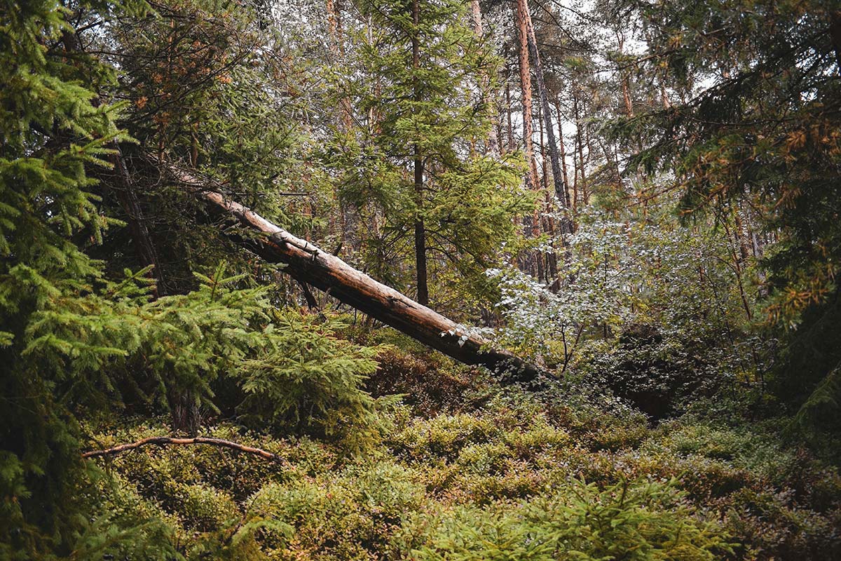Fallen tree resting among dense forest undergrowth, part of natural woodland floor