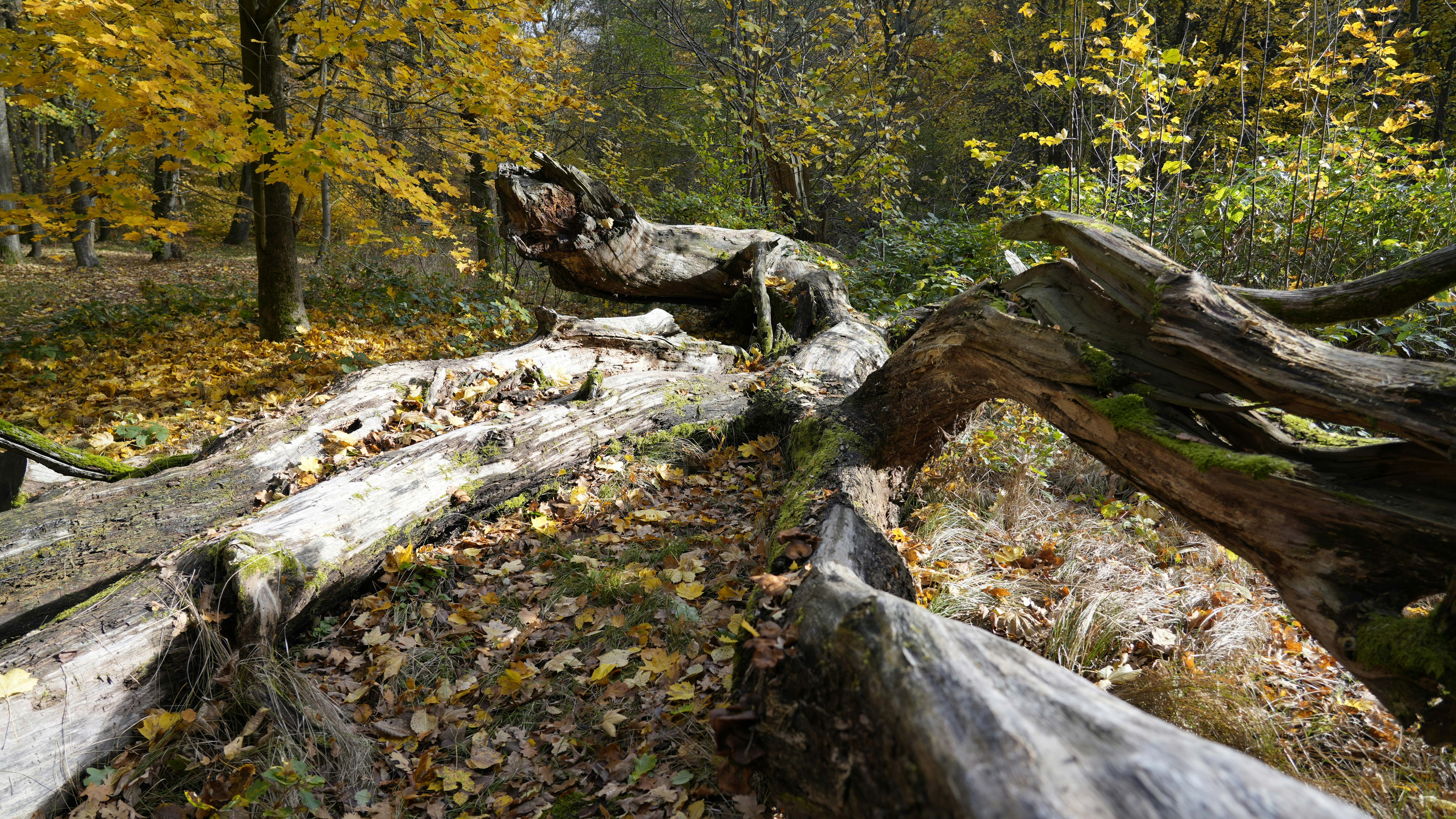 fallen tree in a New England wood.
