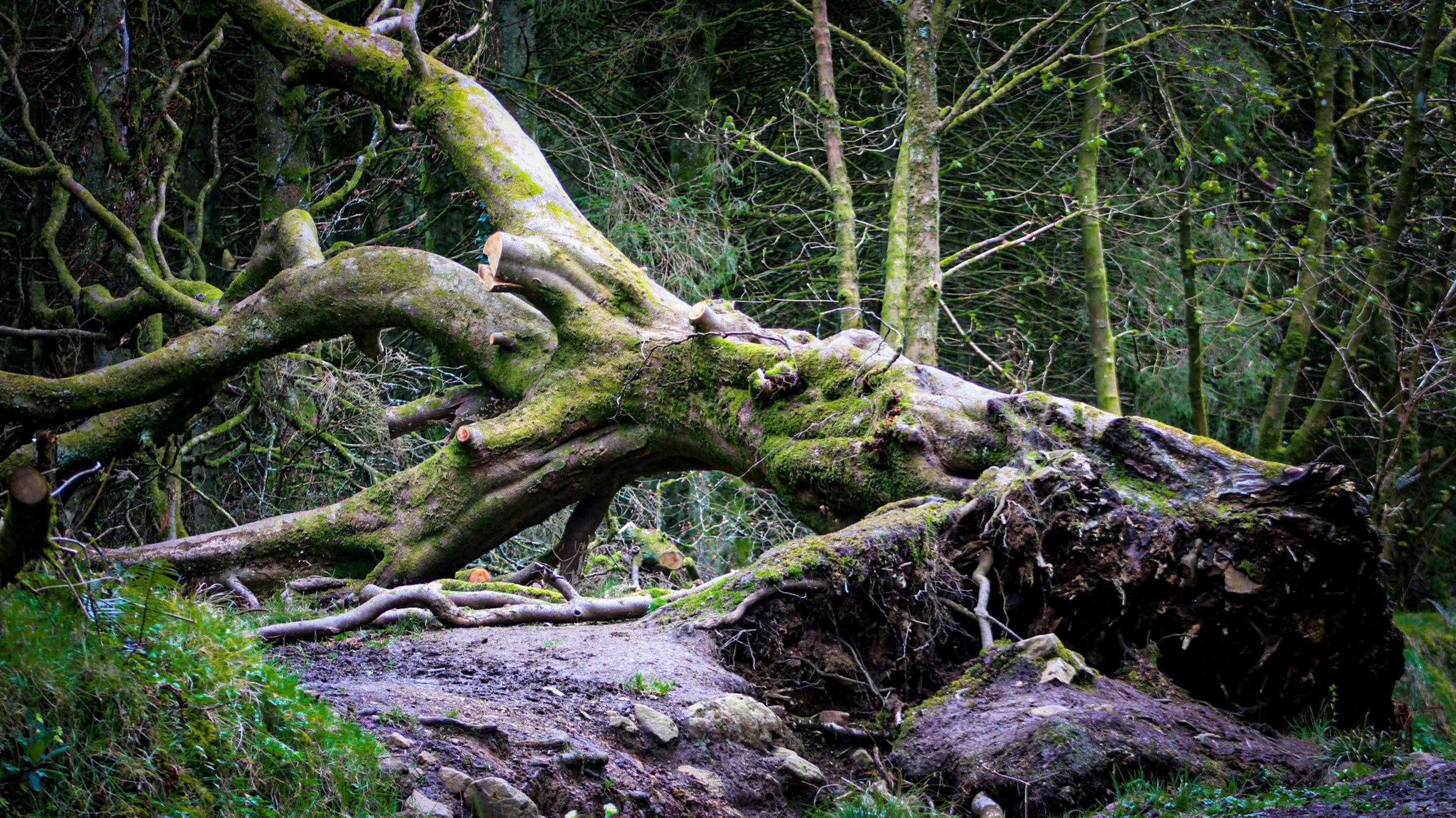 a fallen tree in the new England woods