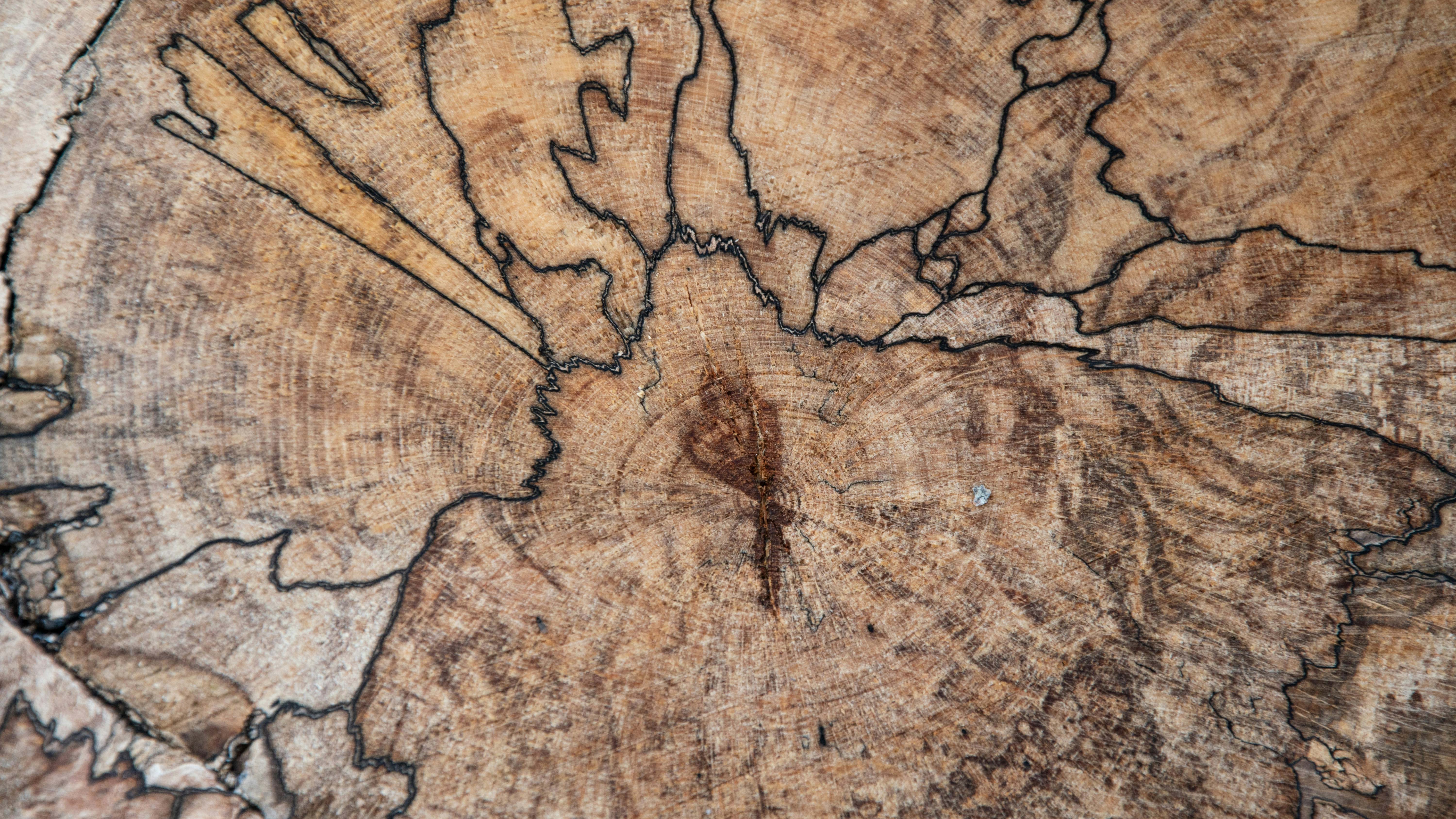 spalted maple board