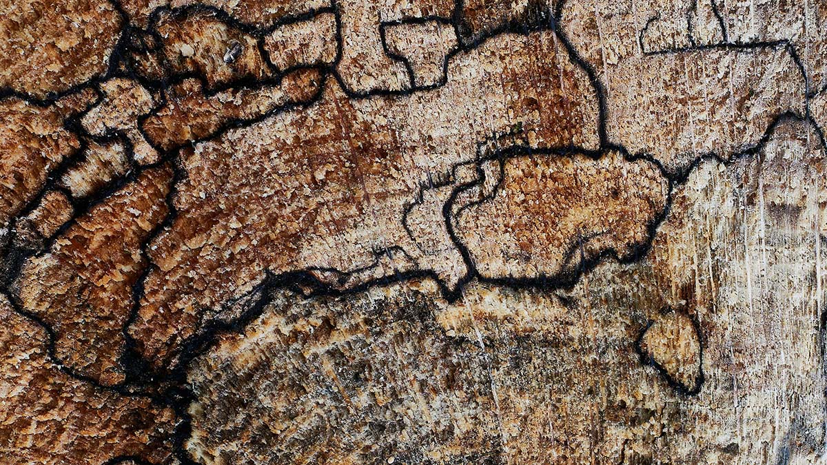 spalted maple board